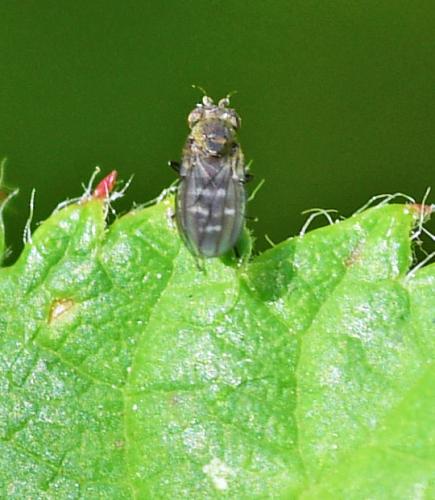 Scatella tenuicosta